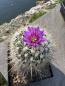 Preview: Stenocactus lloydii
